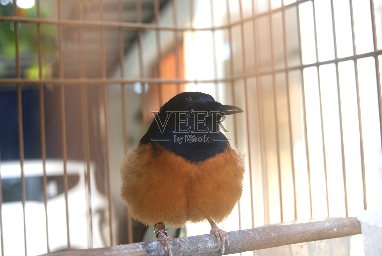 鸟在笼子里，在房子的阳台上照片摄影图片