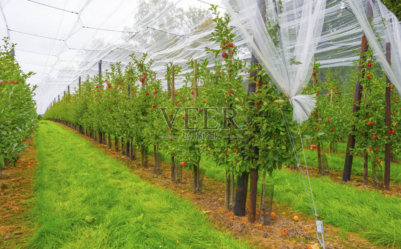 在秋天明亮的阳光下，绿草地上果园里的苹果树照片摄影图片