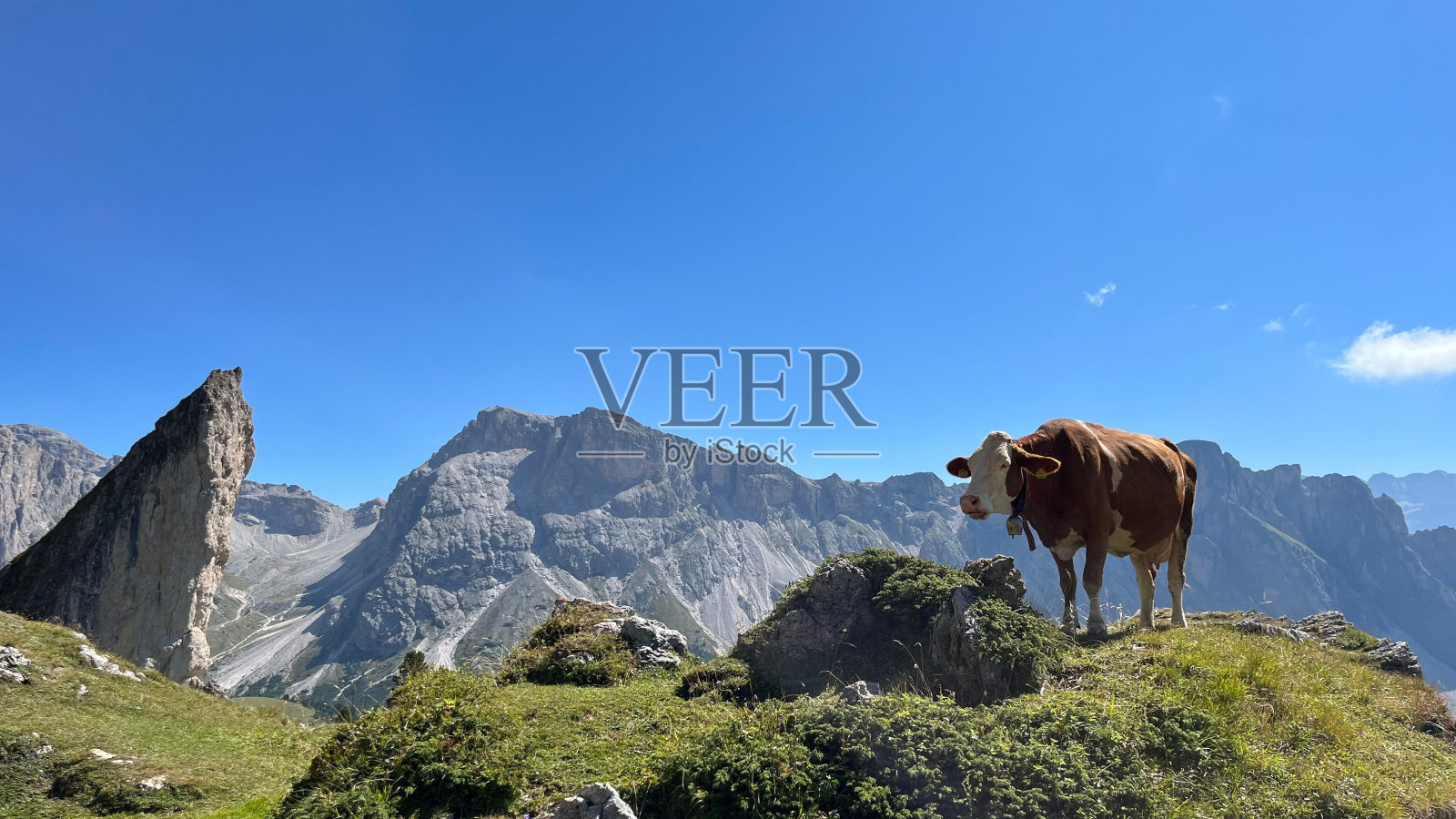 奶牛站在意大利塞塞达山区。照片摄影图片