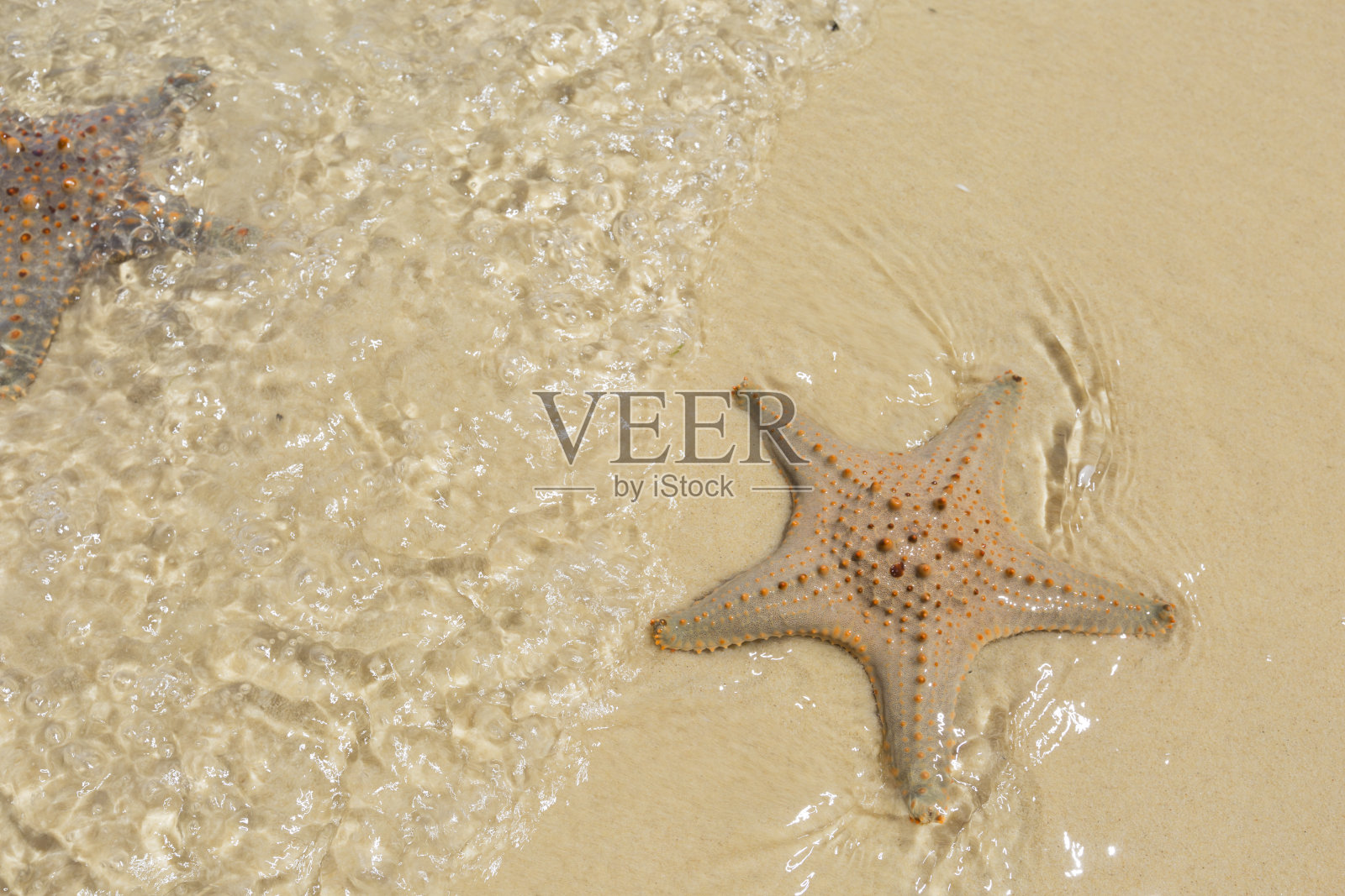 海洋中的海星照片摄影图片