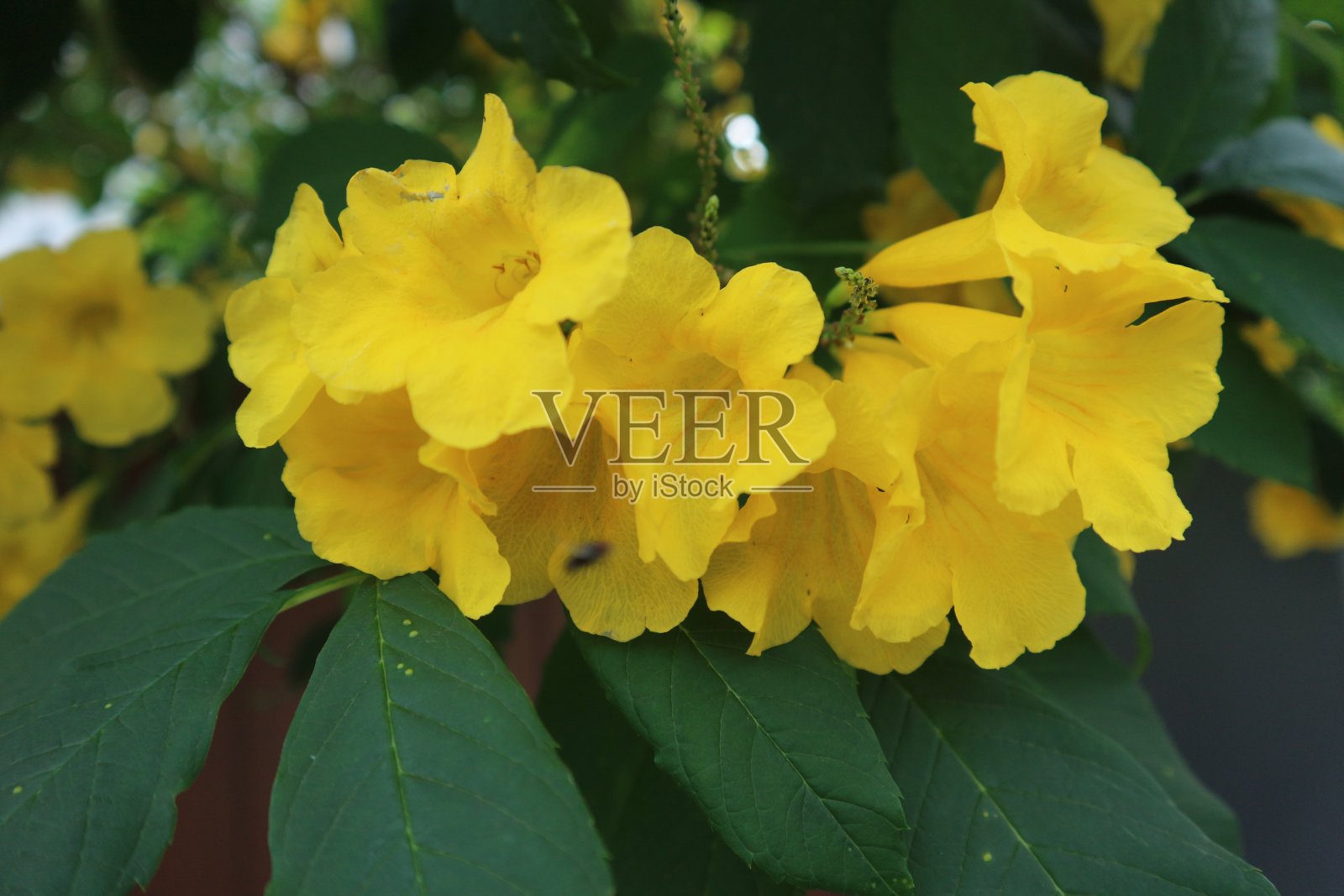 黄接骨木花照片摄影图片