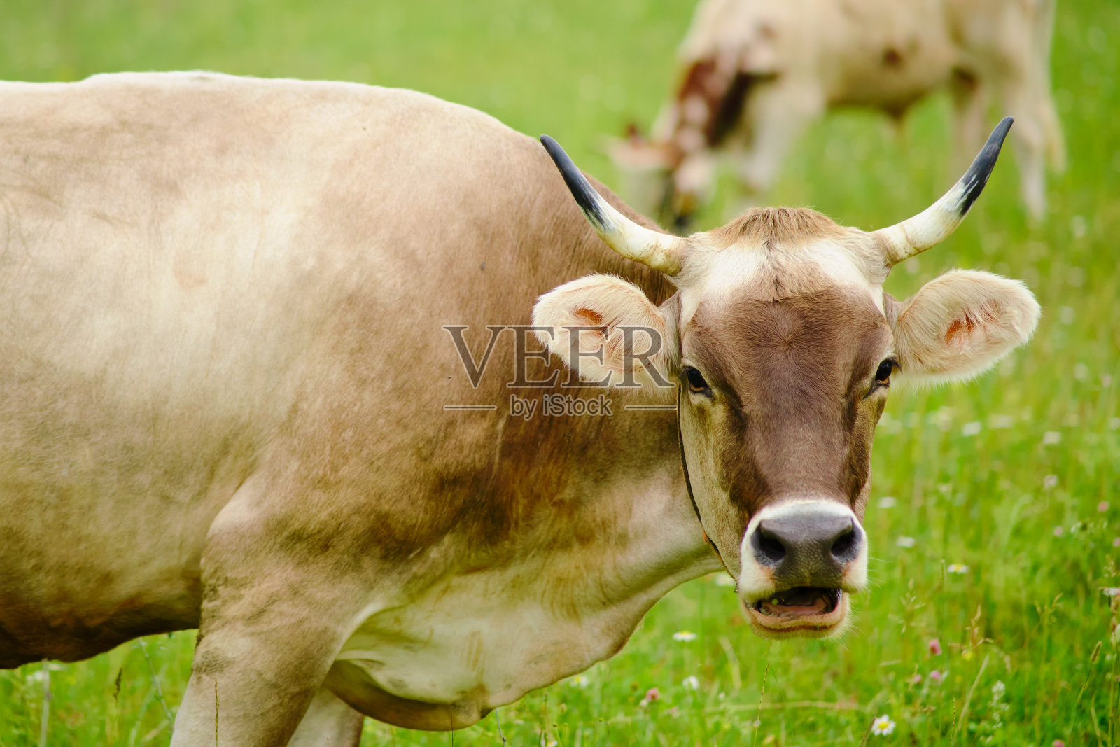 在乡村风景中，棕色的牛喜欢吃牧场上的草照片摄影图片