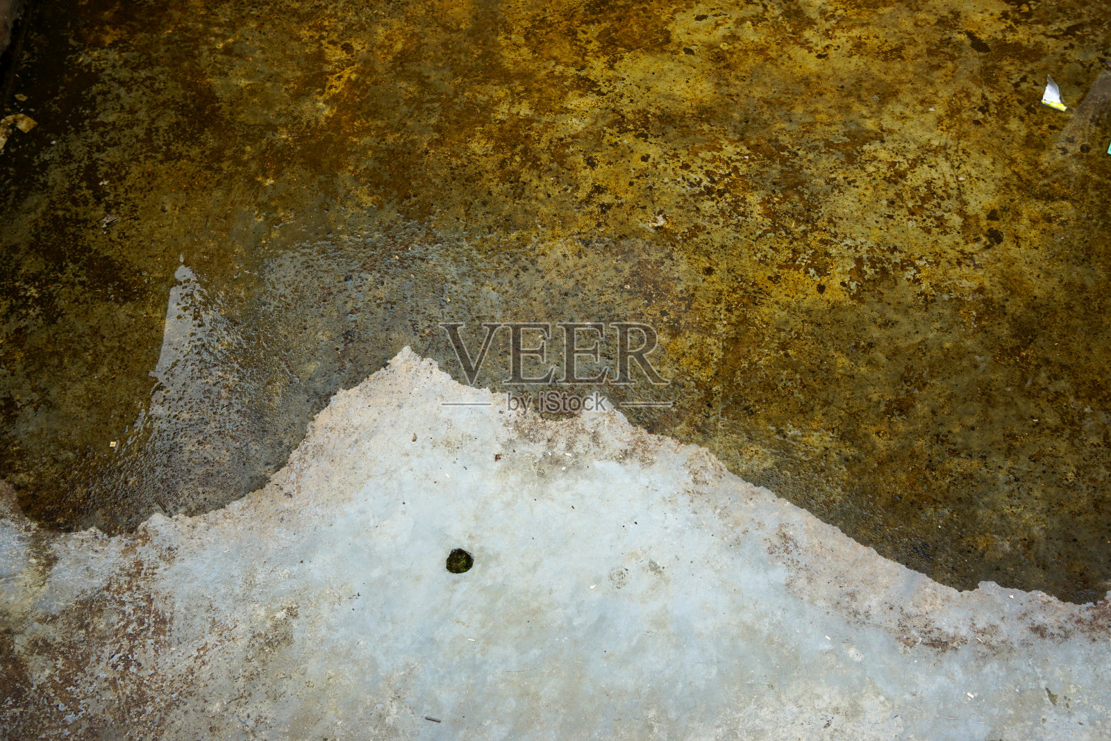 库存照片与空白空间在橙树，橙田背景。用于产品展示蒙太奇照片摄影图片