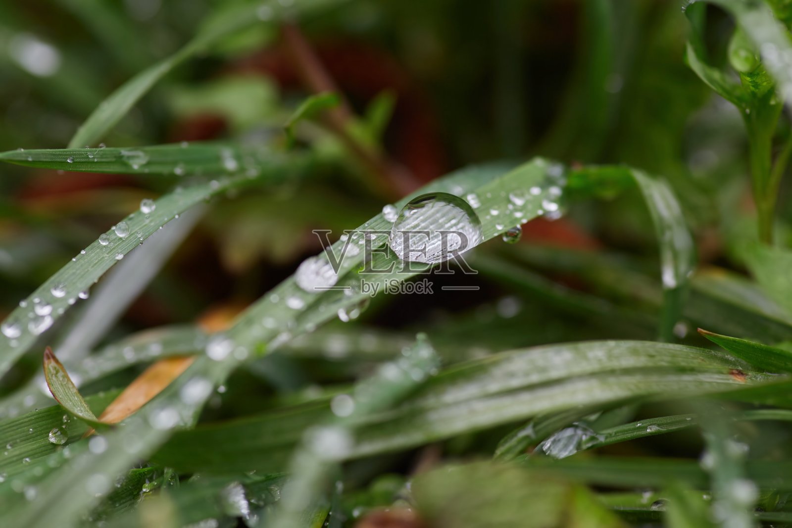 雨后有水滴的森林或草地。自然现象和植物。照片摄影图片