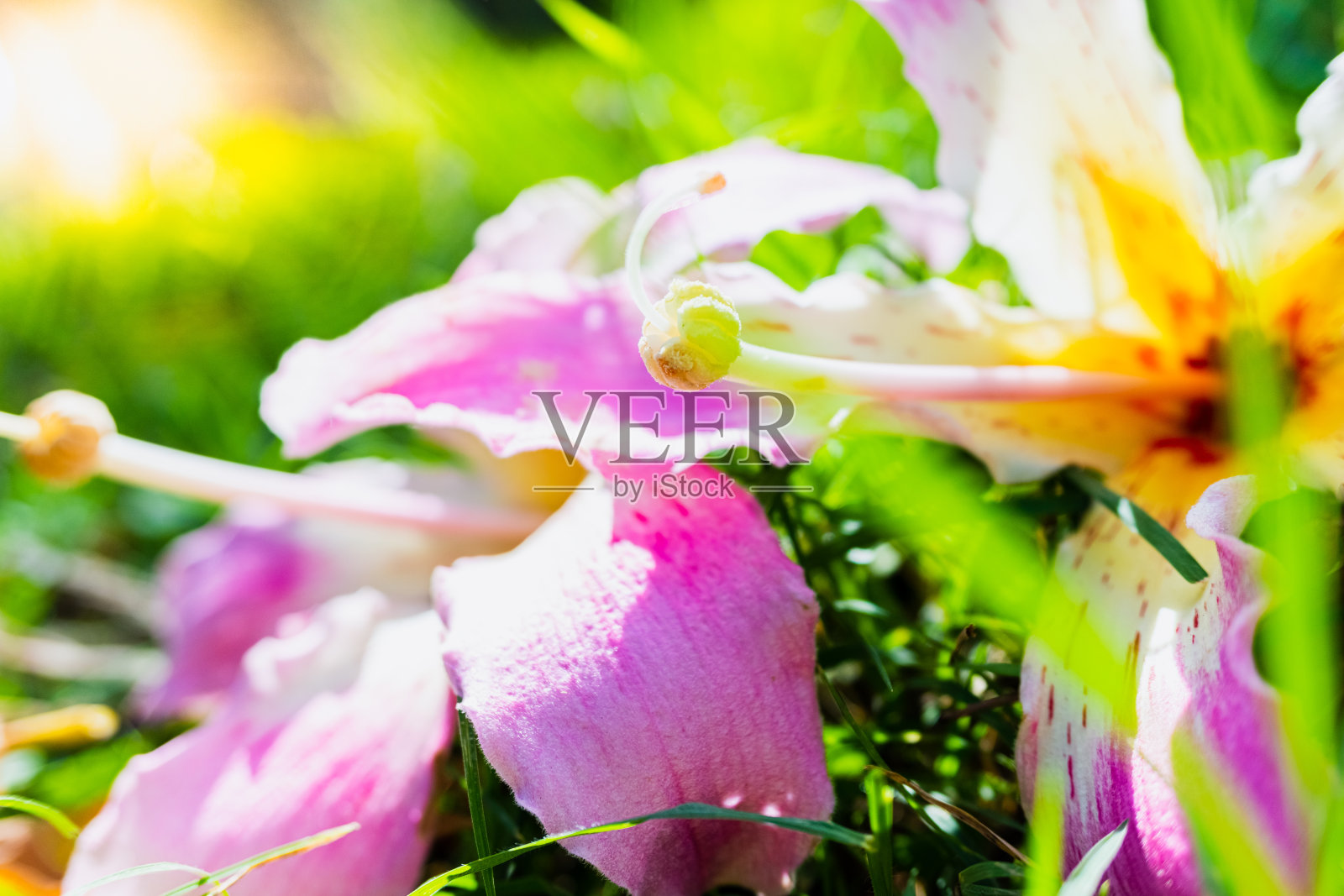 花瓣大，色彩鲜艳，色调鲜艳。照片摄影图片