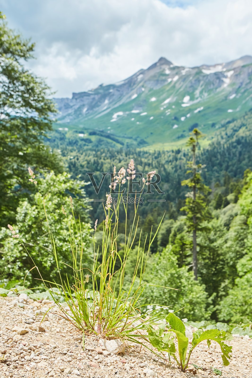 高山背景下空地上草本植物的小穗。照片摄影图片