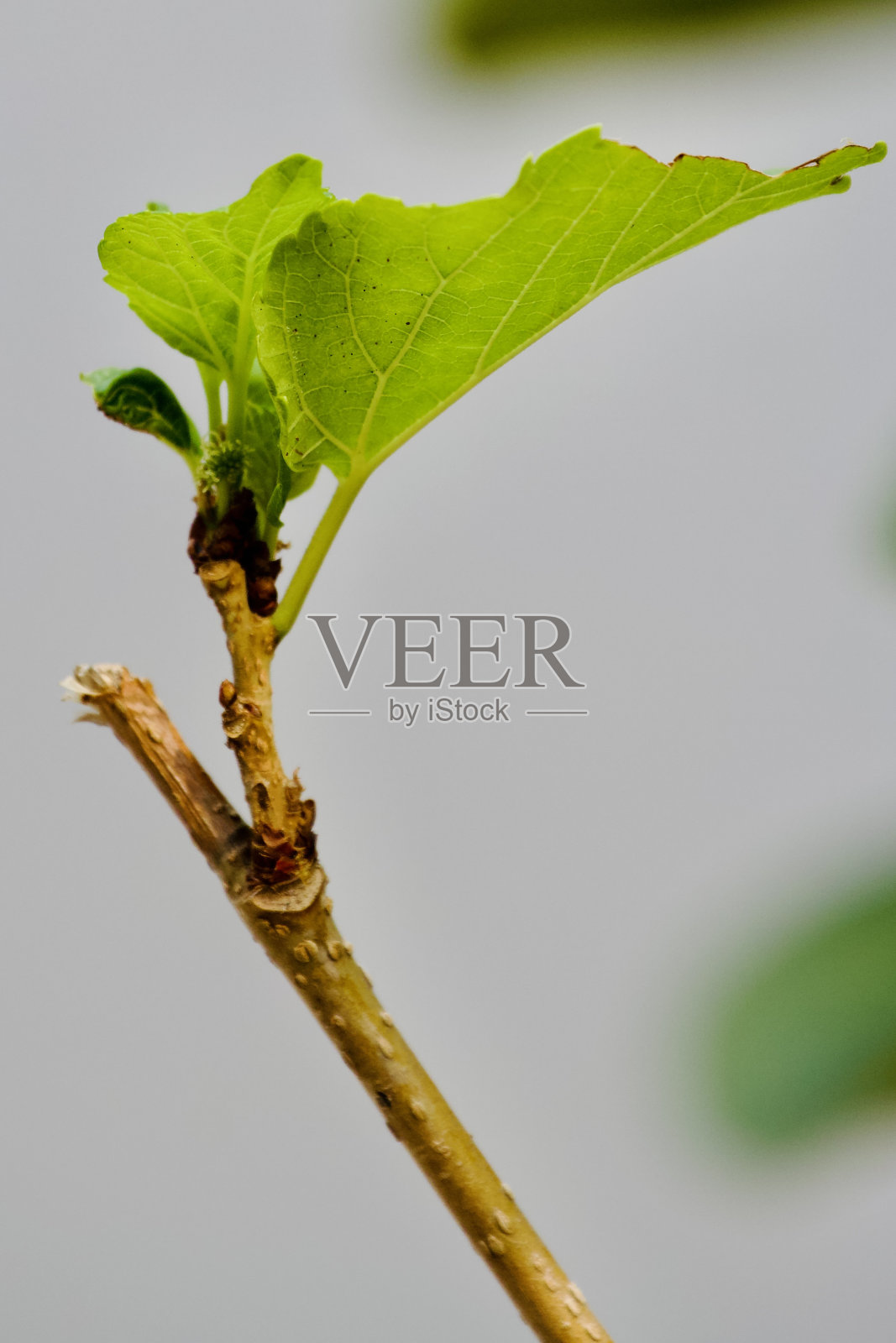 植物照片摄影图片