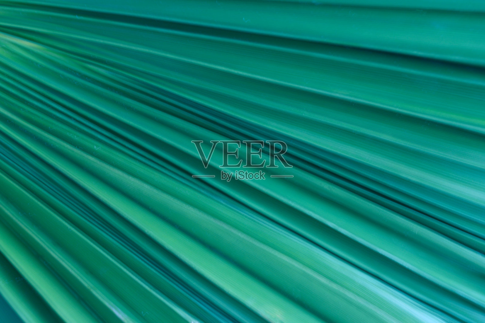 抽象棕榈叶图像为背景。选择焦点和景深照片摄影图片