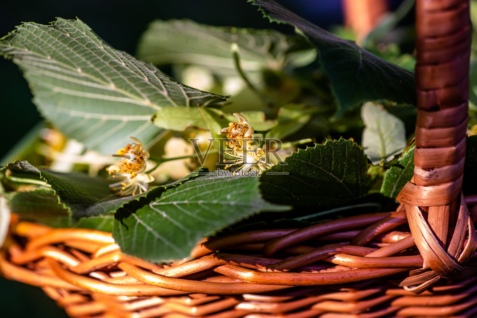 菩提树的花朵依偎在篮子里，注定要用来酿造药用咖啡。照片摄影图片