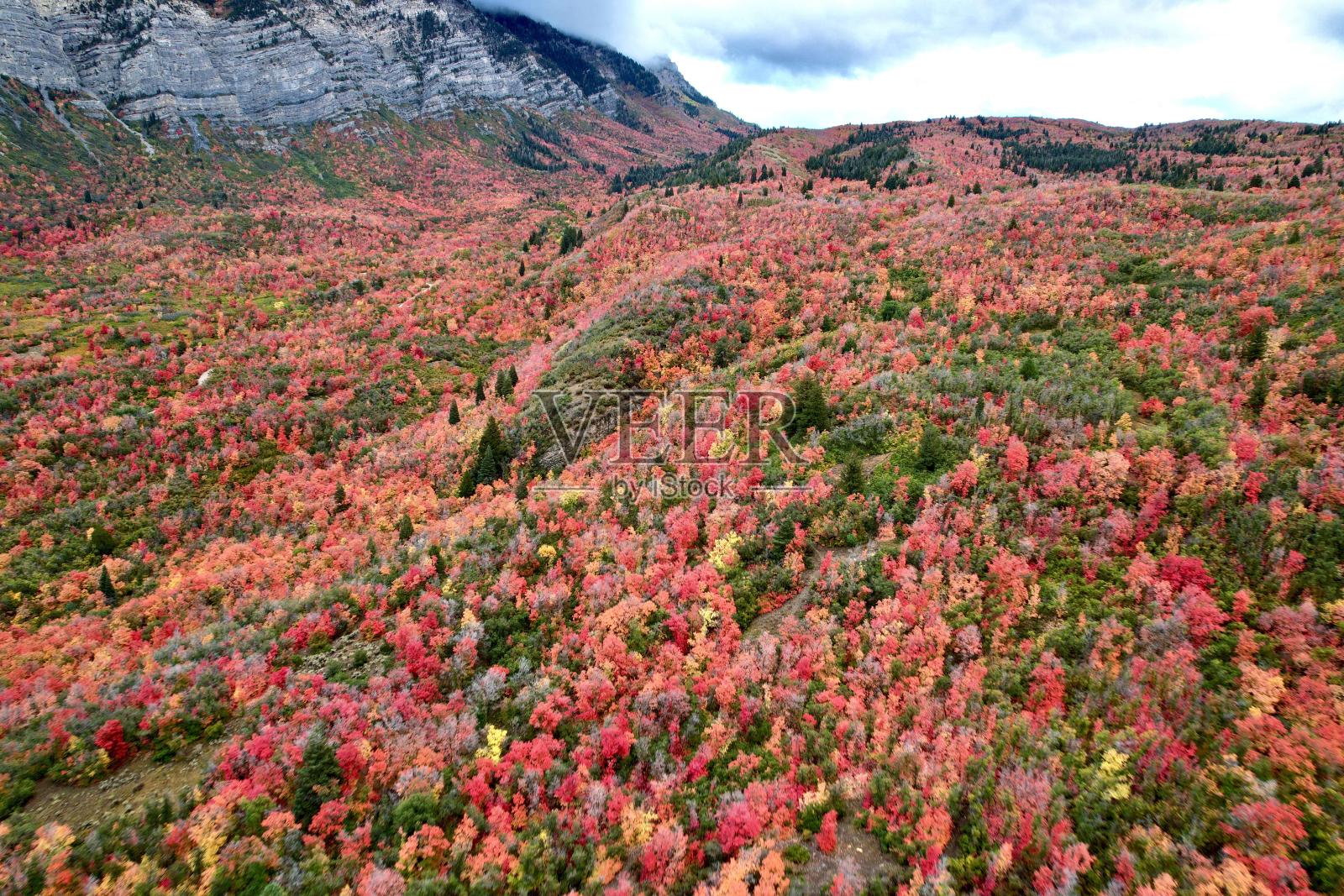 秋叶照片摄影图片