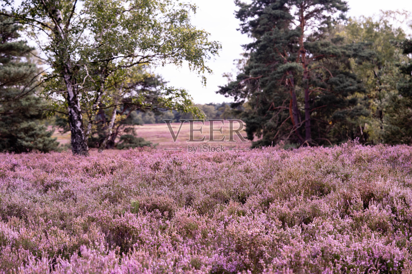 Heideblute照片摄影图片