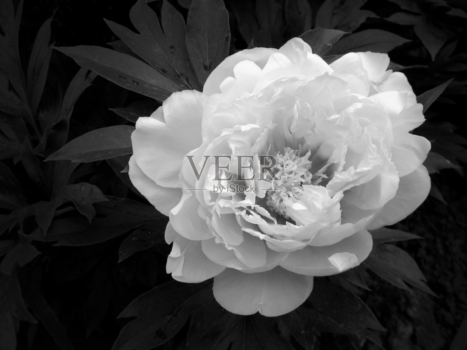 野美人，花蜜盛开照片摄影图片