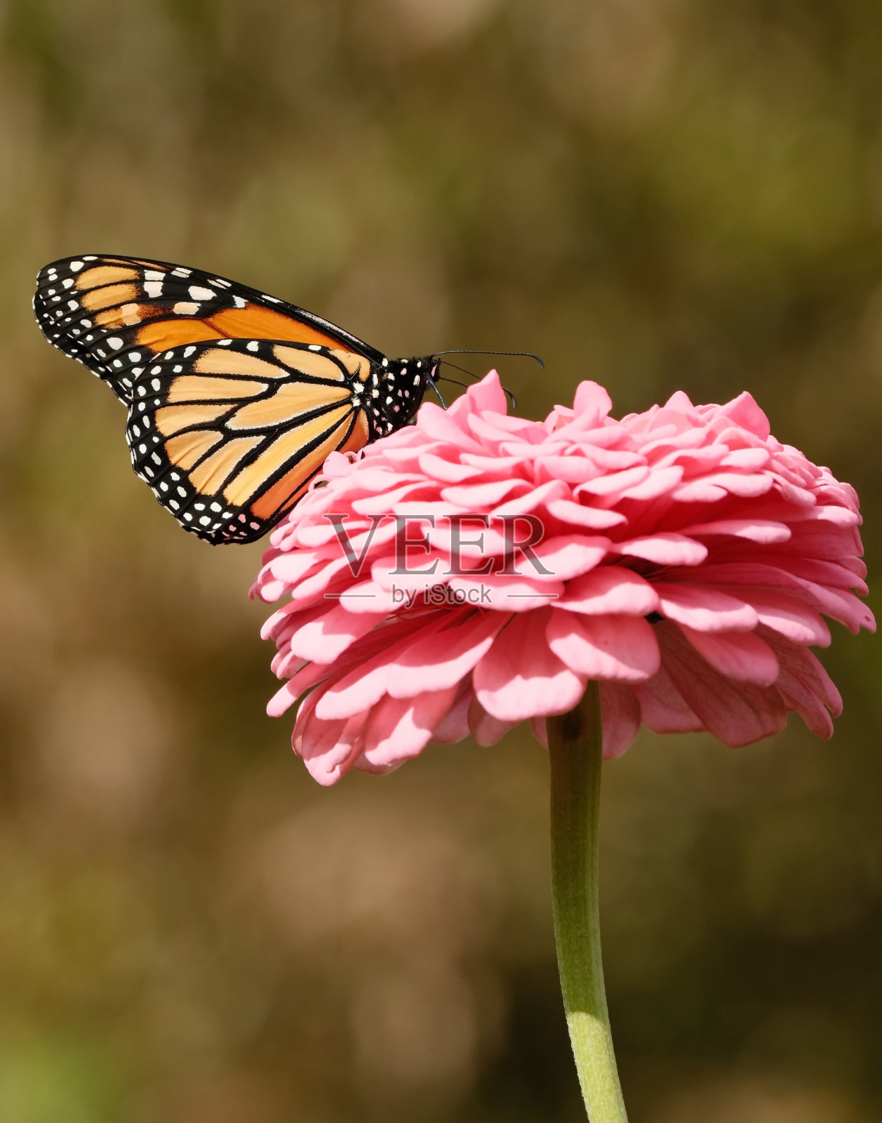 黑脉金斑蝶照片摄影图片