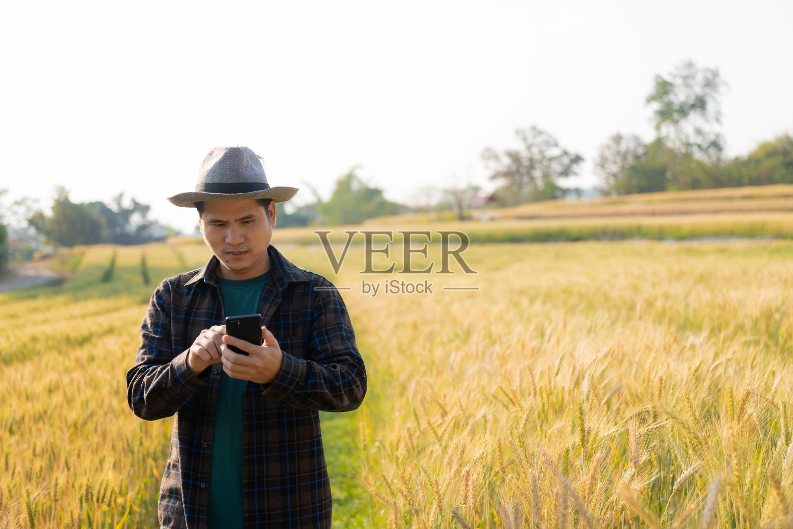 夕阳下，一个年轻的亚洲男子站在一片金黄色的小麦地里。使用智能手机和笔记本电脑、数码平板电脑进行质量调查技术照片摄影图片
