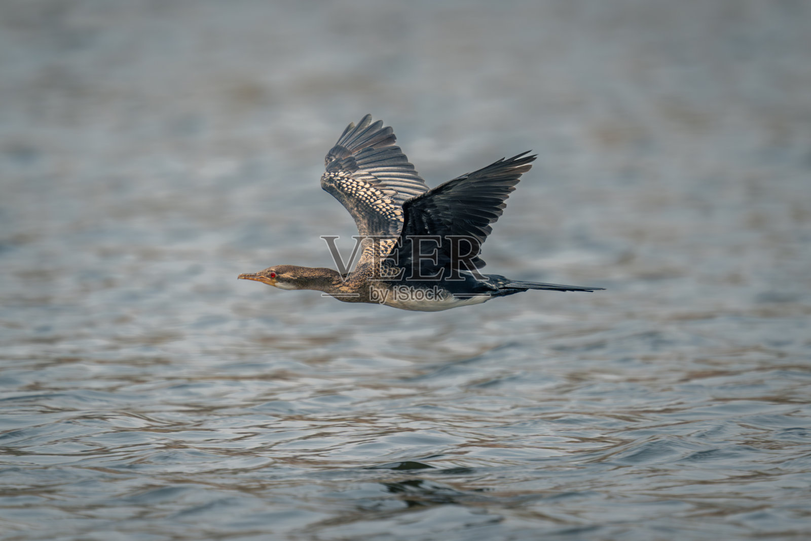 芦苇鸬鹚飞过河流，倒影照片摄影图片
