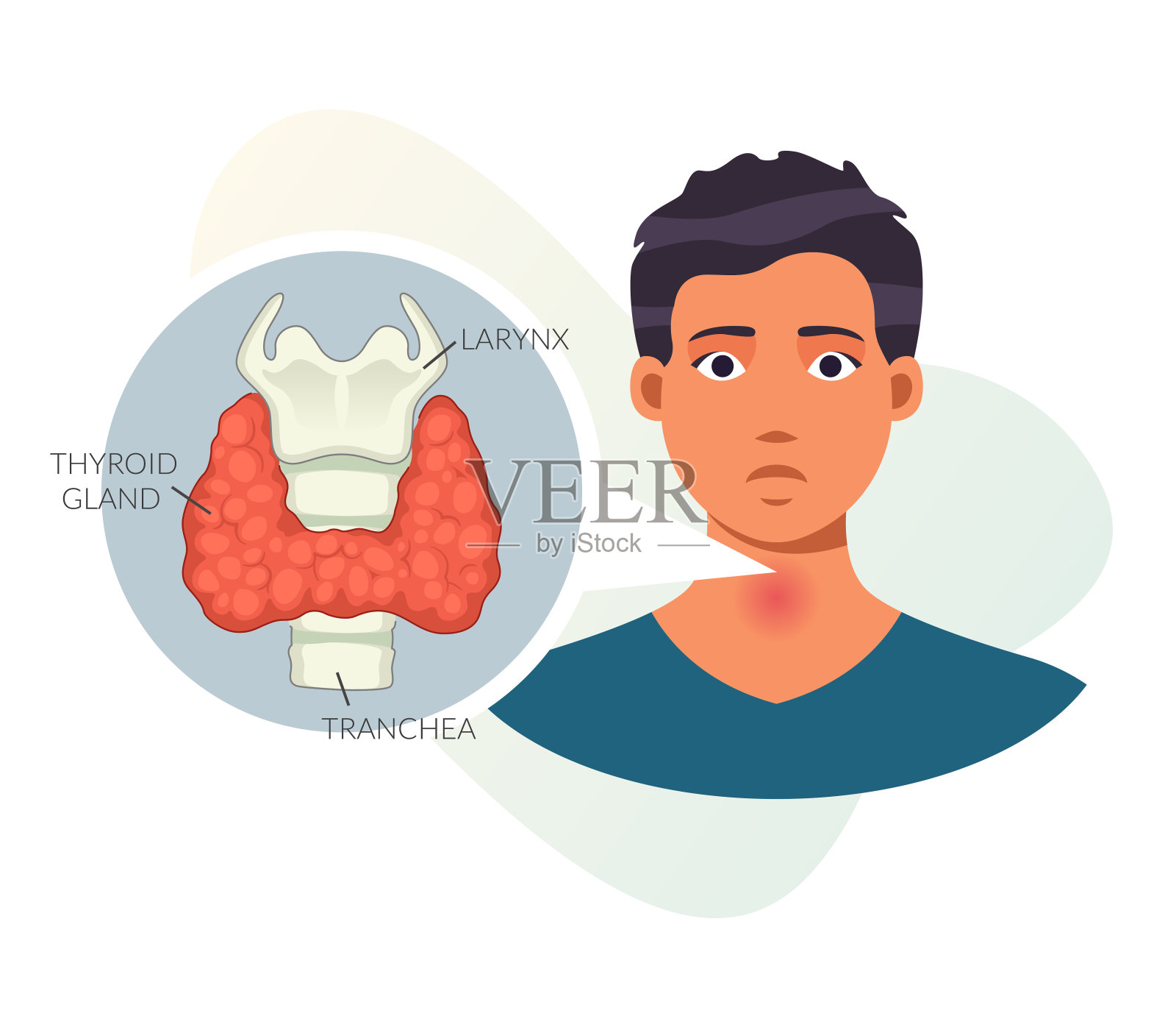 甲状腺-内分泌学-图标插画图片素材