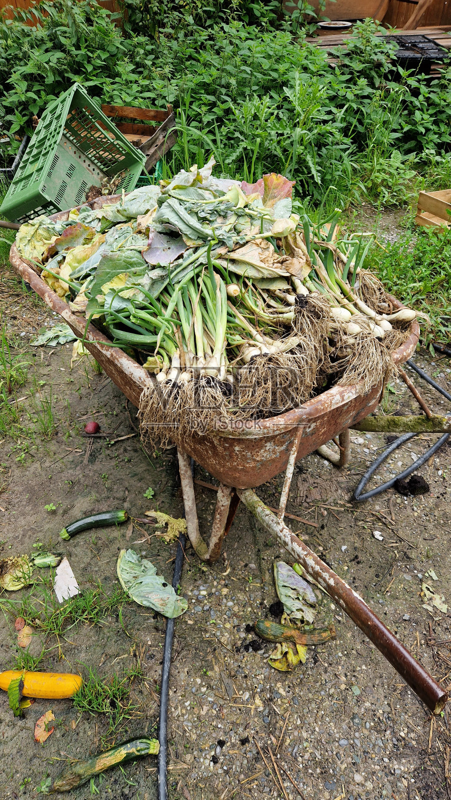 有韭菜的独轮车照片摄影图片