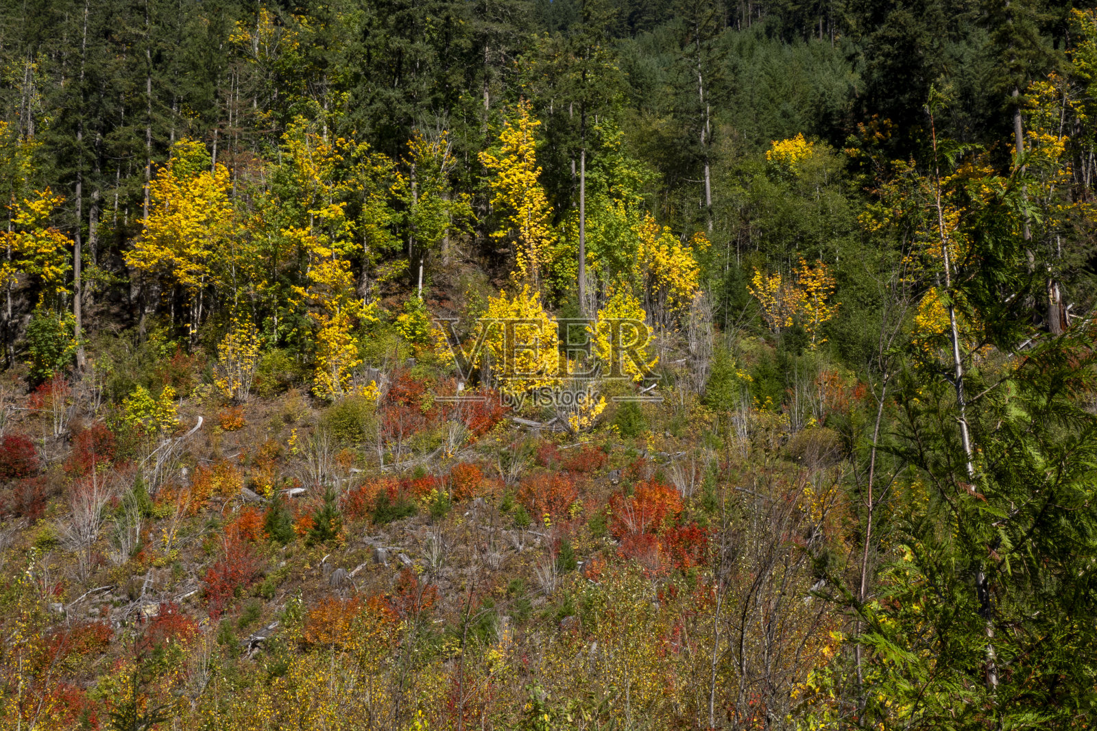 秋天的风景照片摄影图片