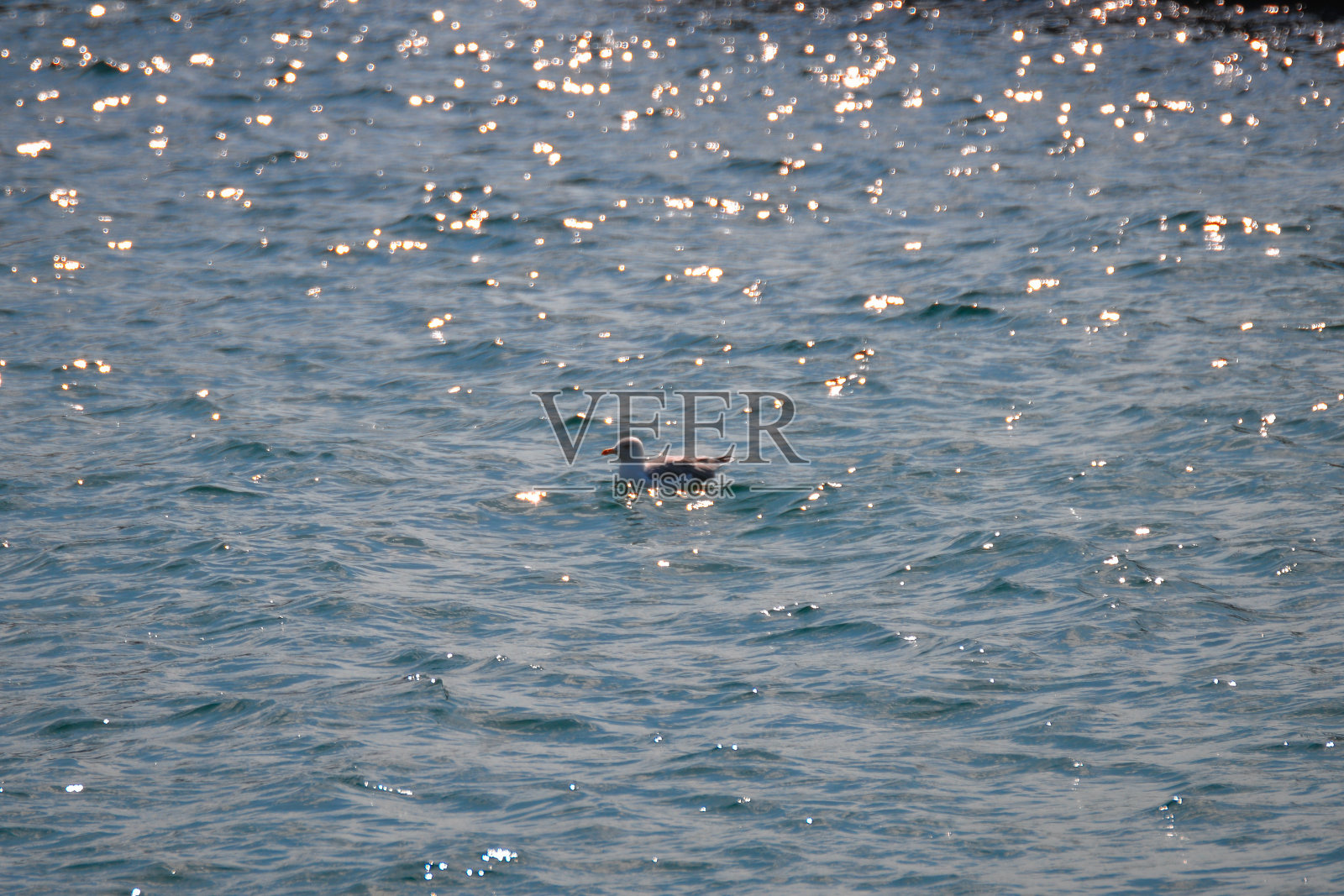 一只鸟坐在海上照片摄影图片