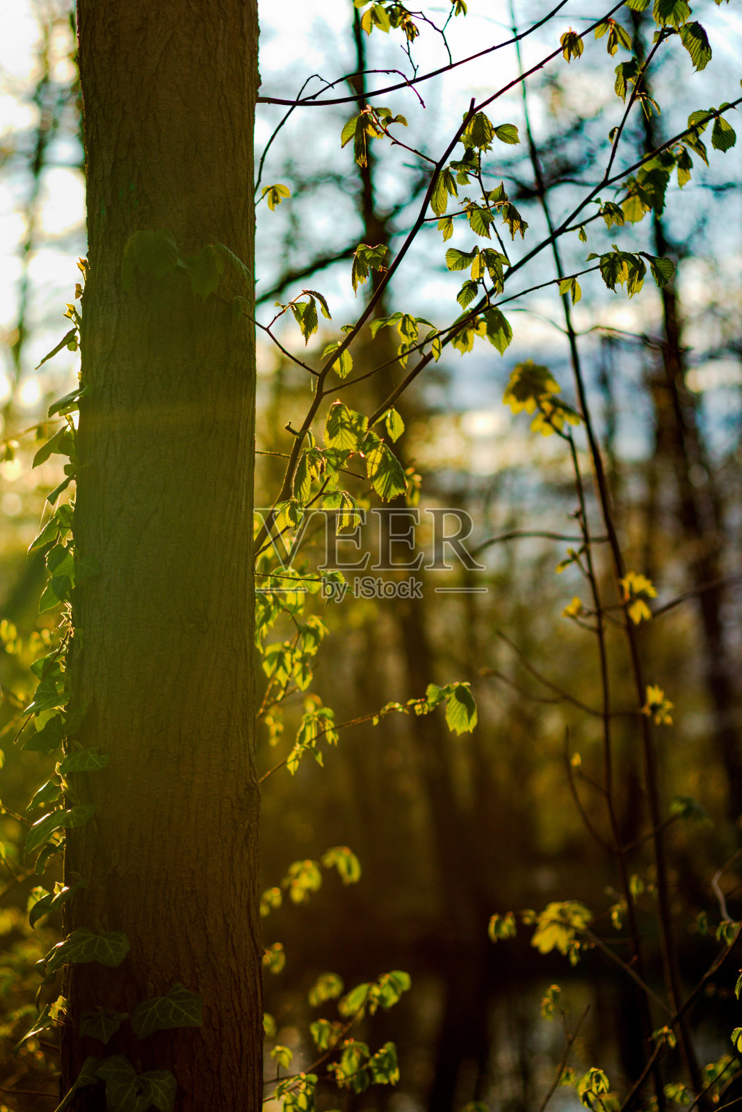 森林里的日落照片摄影图片