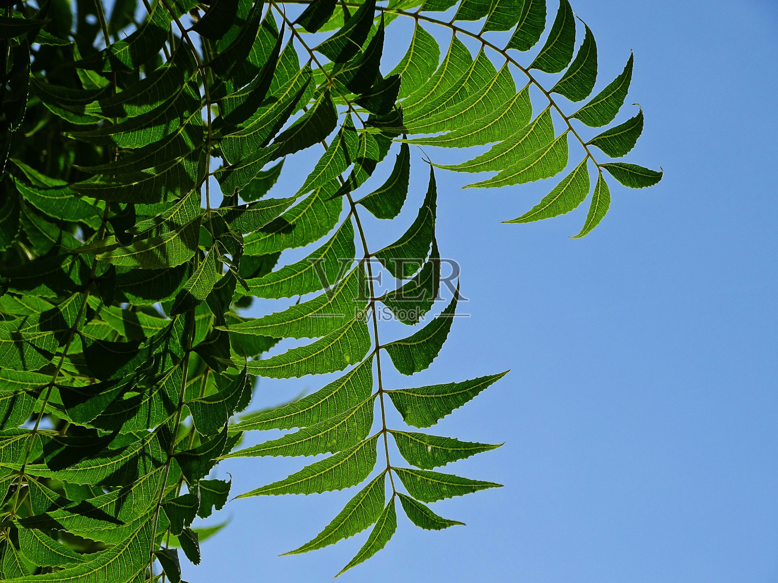 绿树成荫照片摄影图片