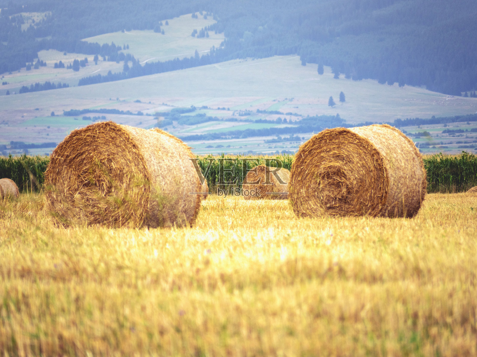 收获后用稻草捆田照片摄影图片