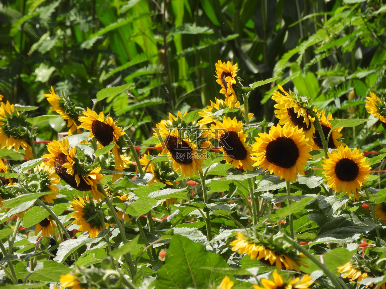普通向日葵(Helianthus annuus)照片摄影图片