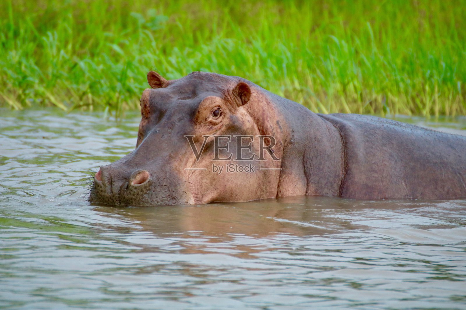 马拉维水中的河马照片摄影图片