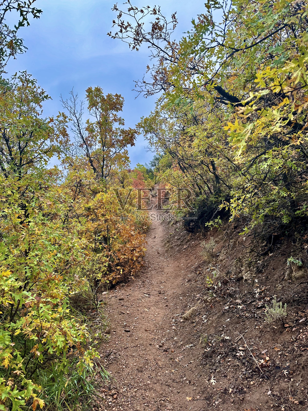 来自犹他州的花照片摄影图片