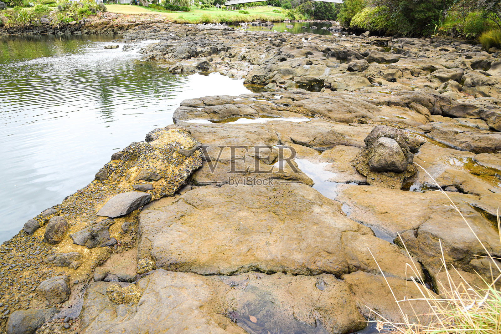 岩石上的海鸥照片摄影图片