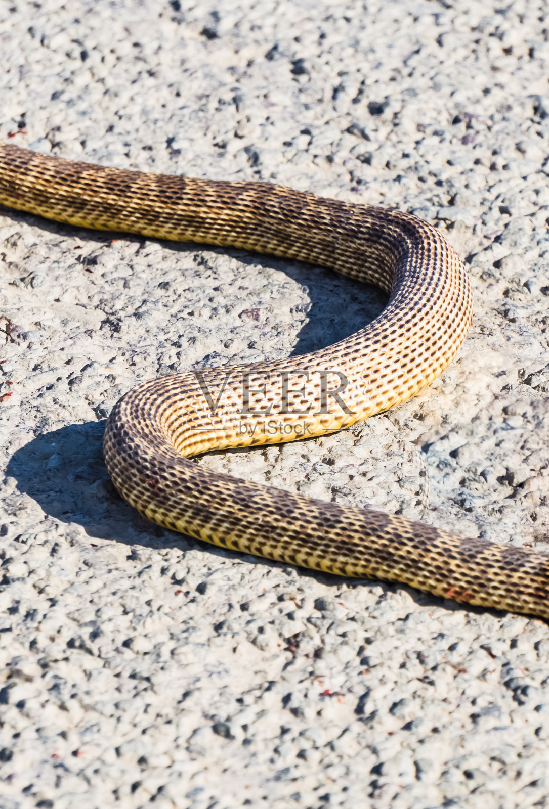 哈萨克草原上一条长着鳞片的黄蛇在柏油路上爬行的纹理，柏油路上一条臭毒蛇照片摄影图片