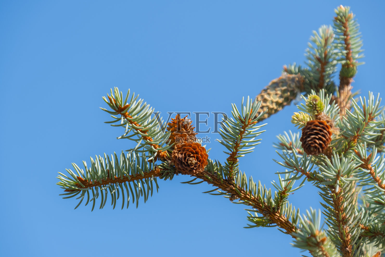 雪松树的树枝和针叶。照片摄影图片