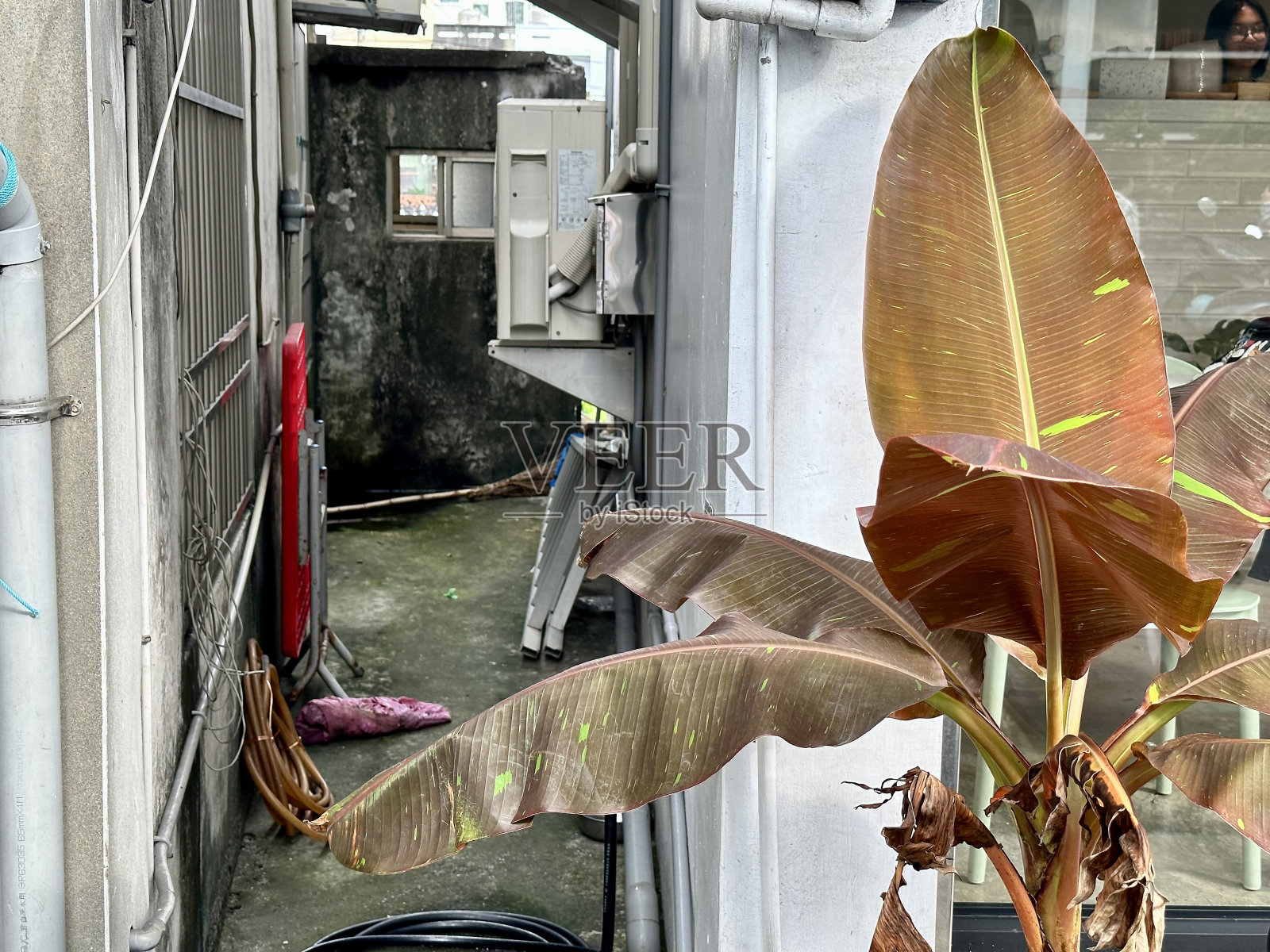 干枯的香蕉树照片摄影图片