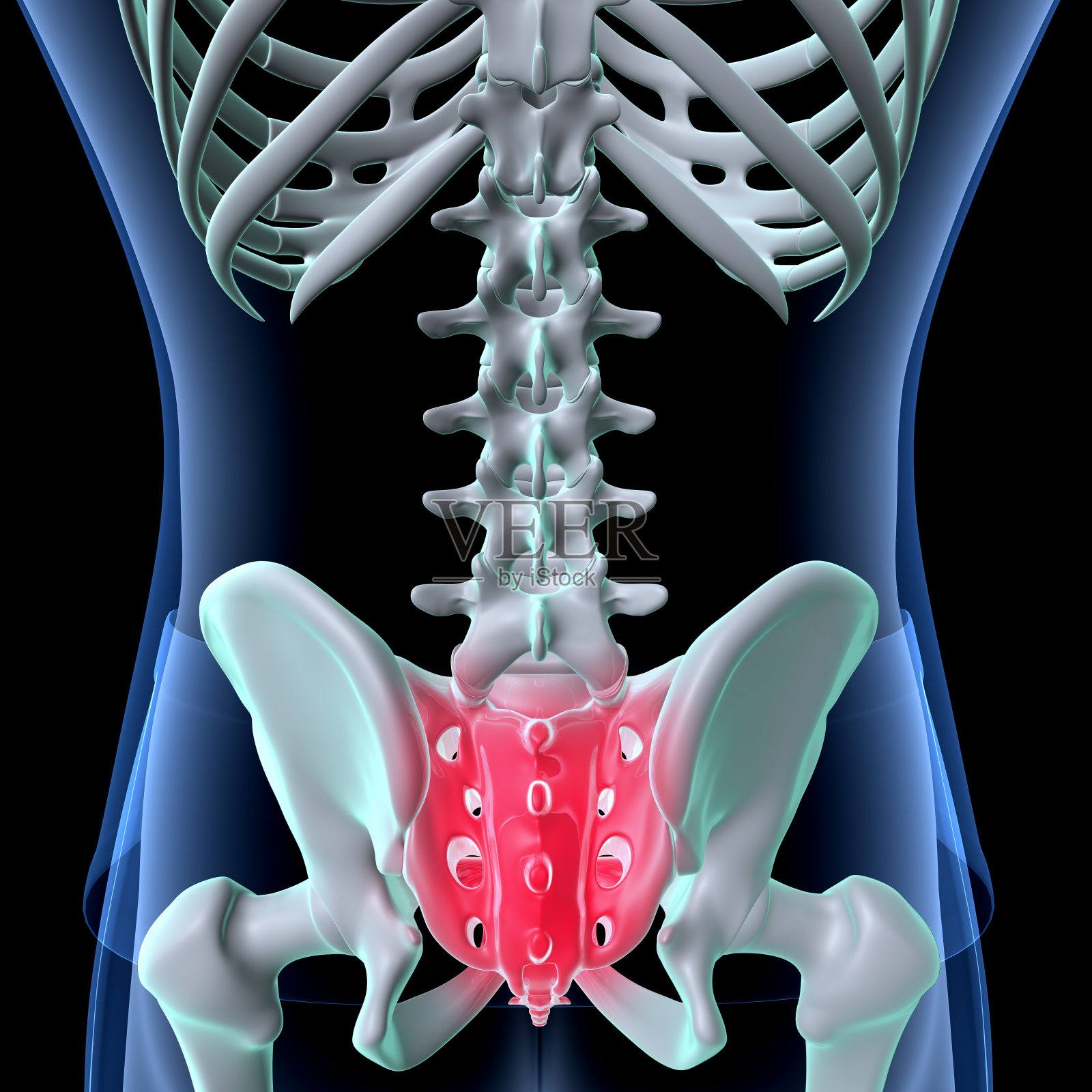 男性骨骼脊柱解剖系统。三维演示照片摄影图片