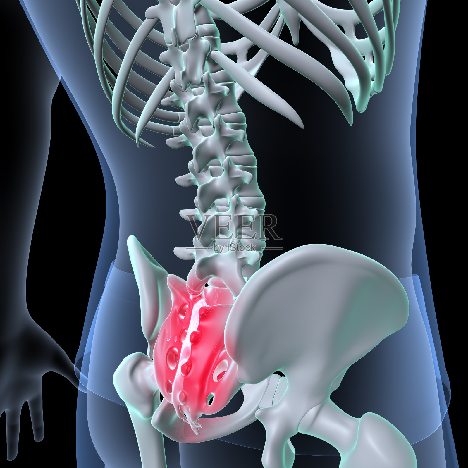 男性骨骼脊柱解剖系统。三维演示照片摄影图片
