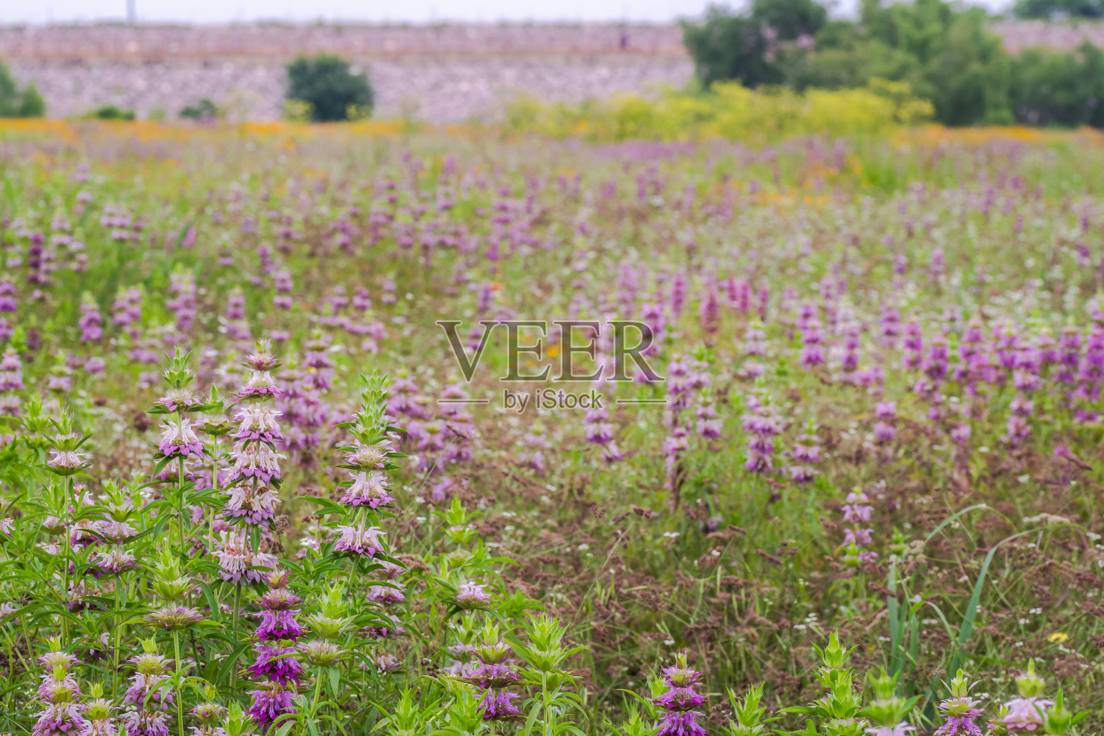 德克萨斯州春天的野花照片摄影图片