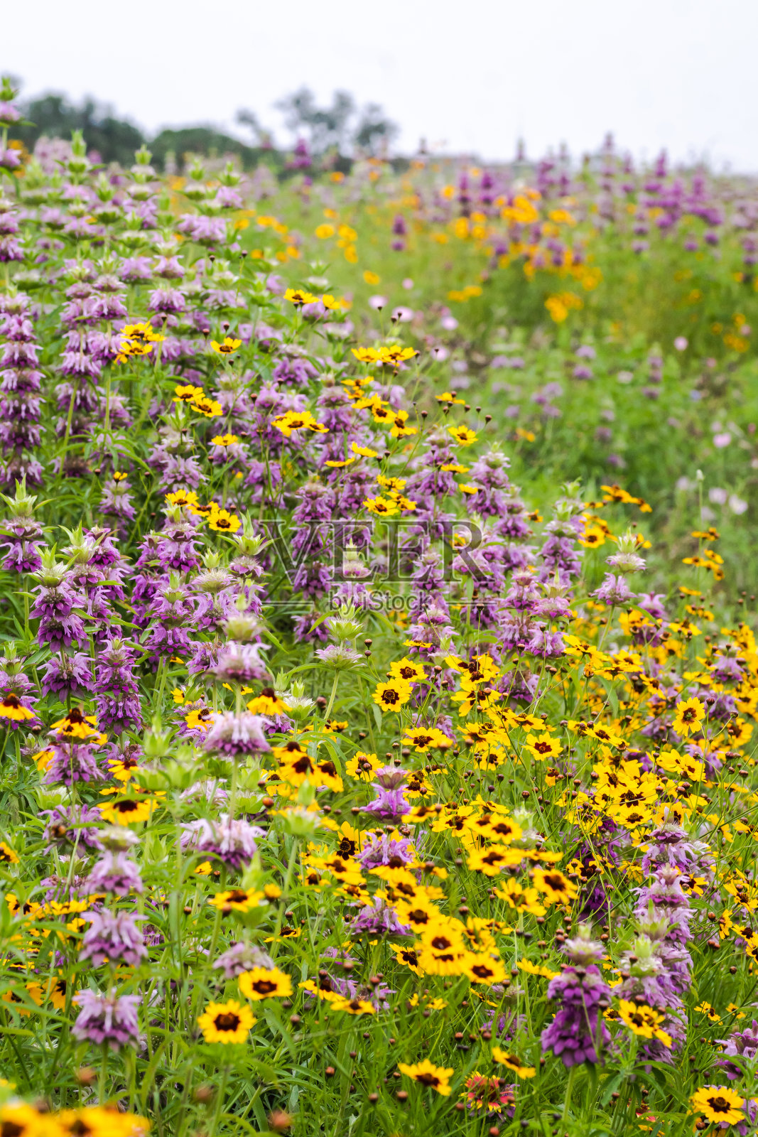德克萨斯州春天的野花照片摄影图片
