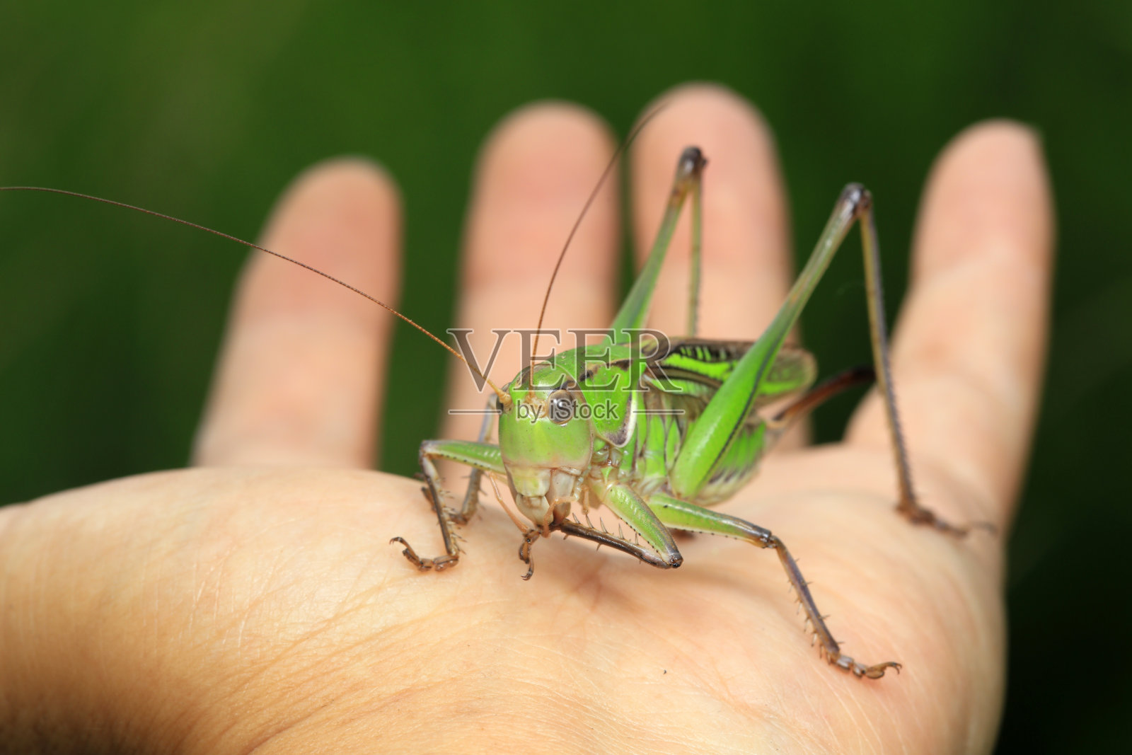 蝈蝈掌握在人类、人类和自然的手中照片摄影图片
