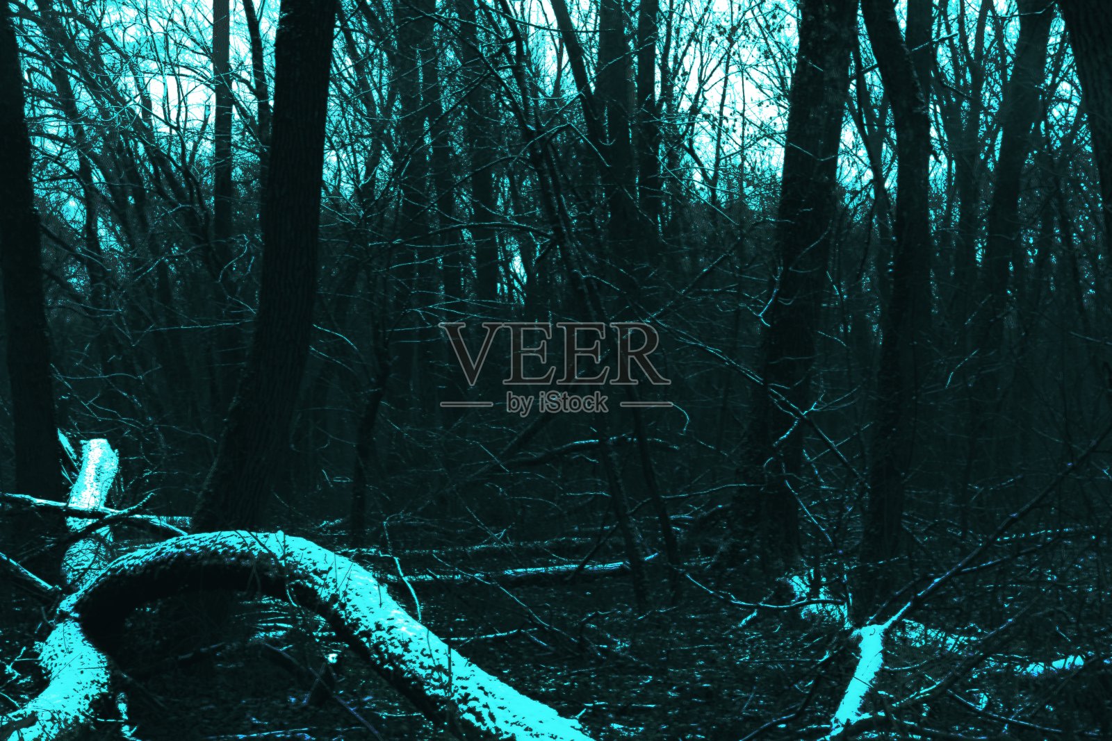 黑暗奇幻的冬季森林，恐怖的林地，红色的灯光，超现实的自然照片摄影图片