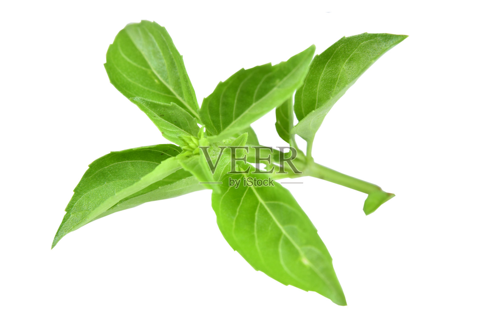 罗勒叶植物天然调味品和药用食品照片摄影图片