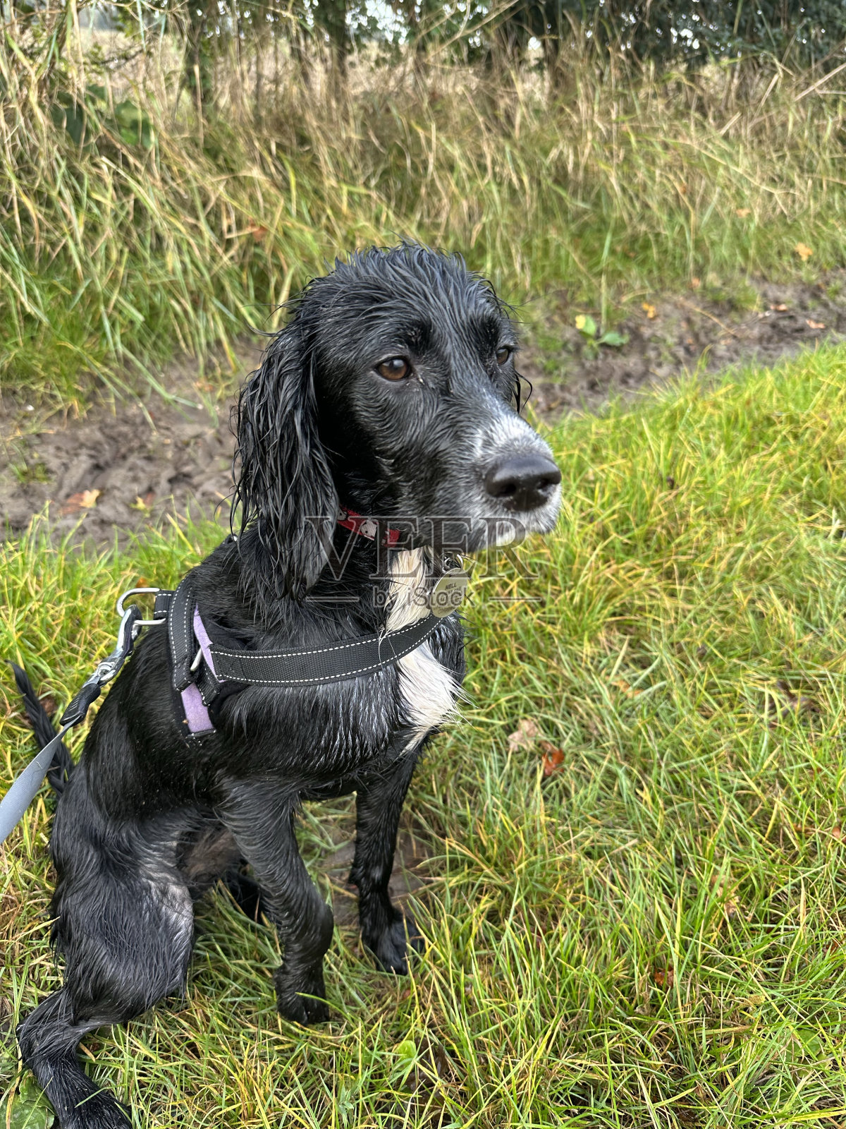 工人可卡犬照片摄影图片