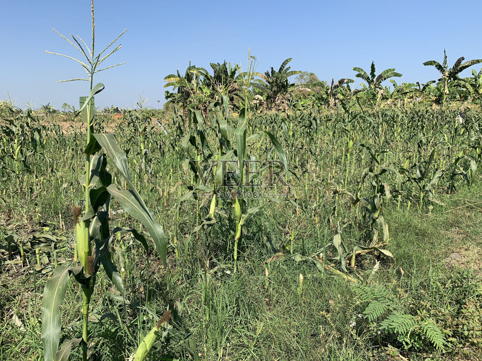 以白色为背景的玉米地景色真美照片摄影图片