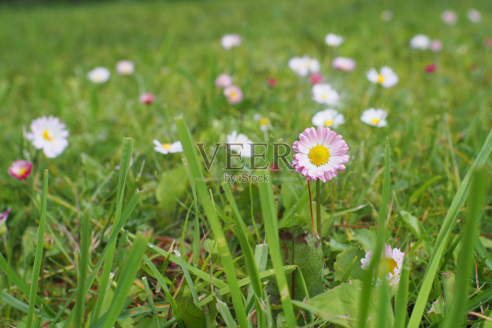 选择性聚焦常见的雏菊花，海菊，香菊，用于插图背景图像或复制空间照片摄影图片