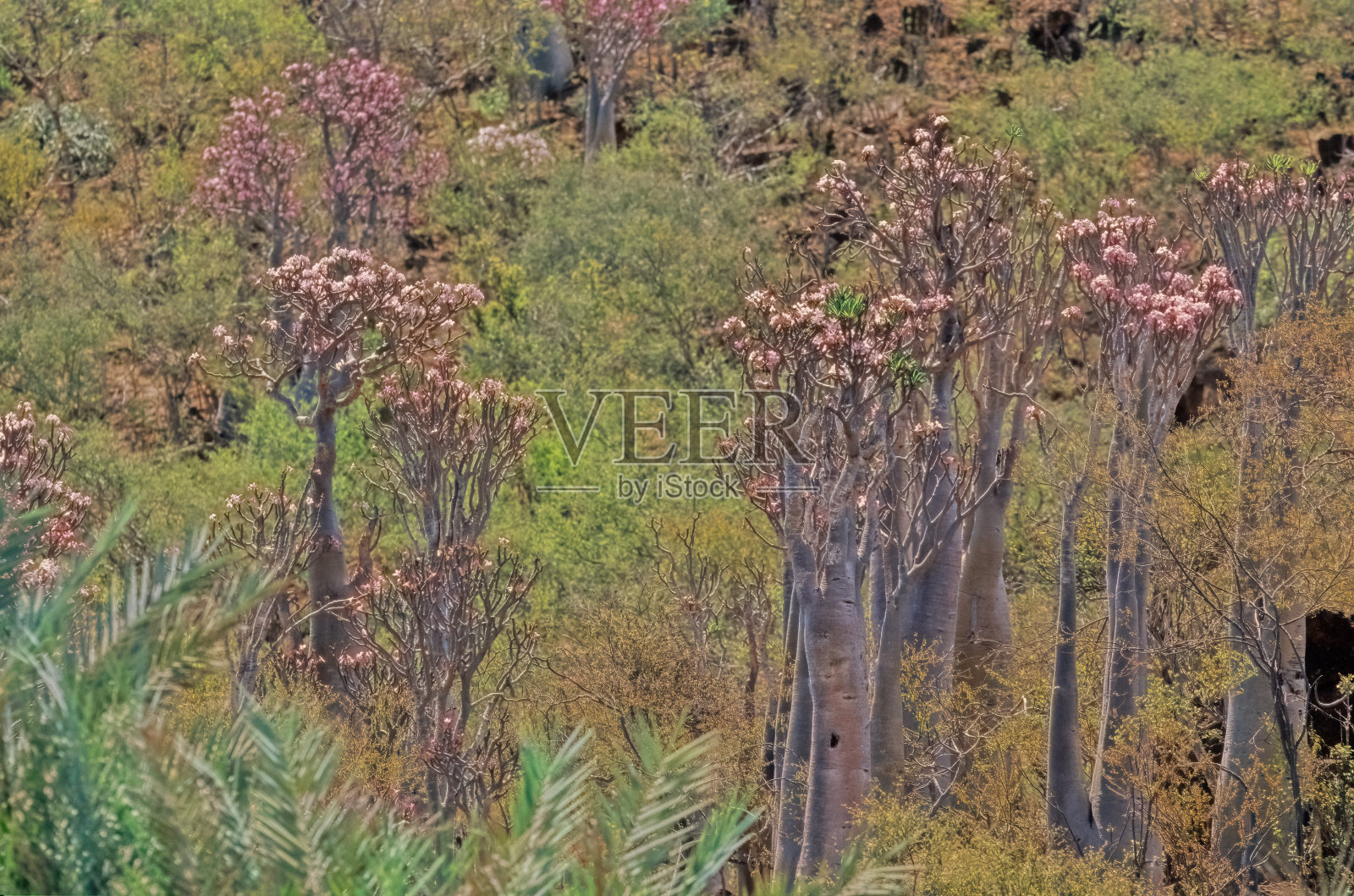 Socotranum Socotra也门照片摄影图片