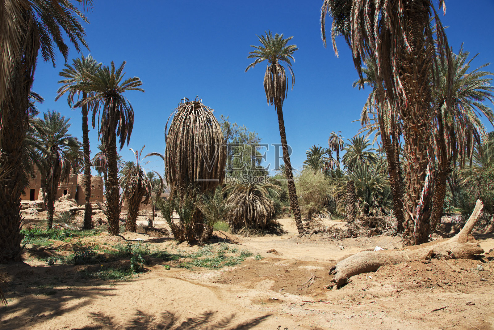 奈季兰附近的绿洲，阿西尔地区，沙特阿拉伯照片摄影图片