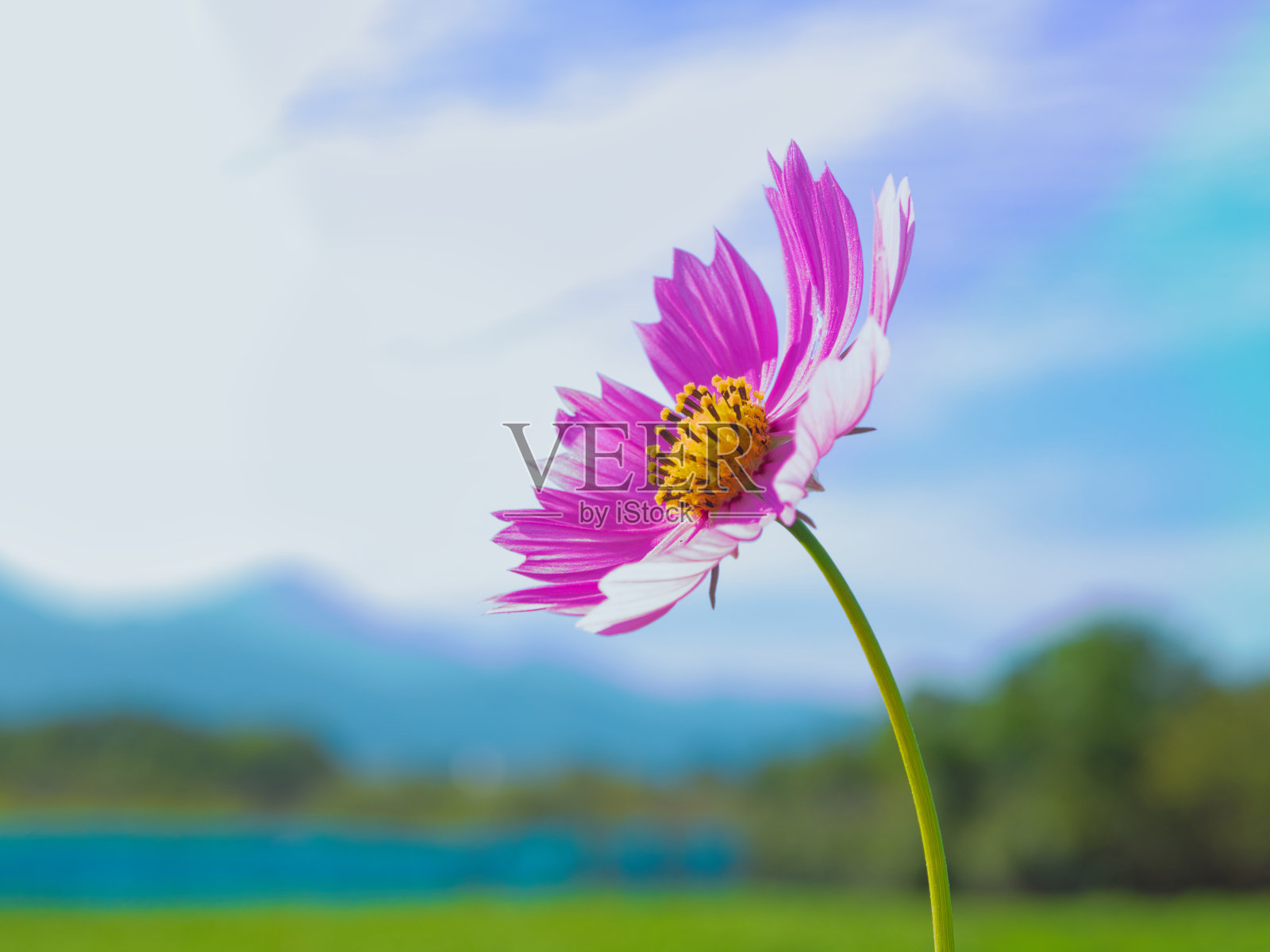 优雅的粉色宇宙花照片摄影图片