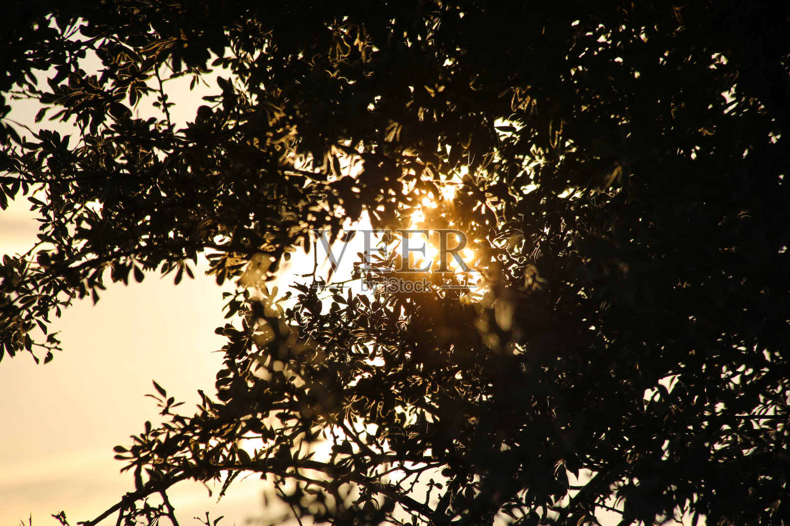 金色的夕阳透过树枝照耀照片摄影图片