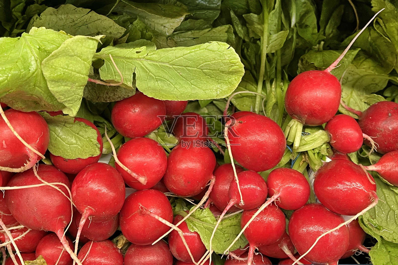 新鲜红萝卜照片摄影图片