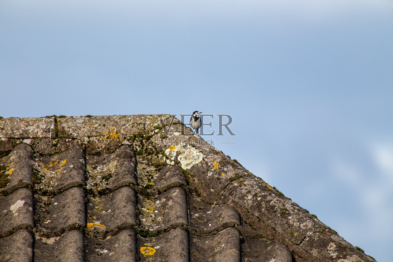 斑尾鹡鸰(Motacilla alba)照片摄影图片