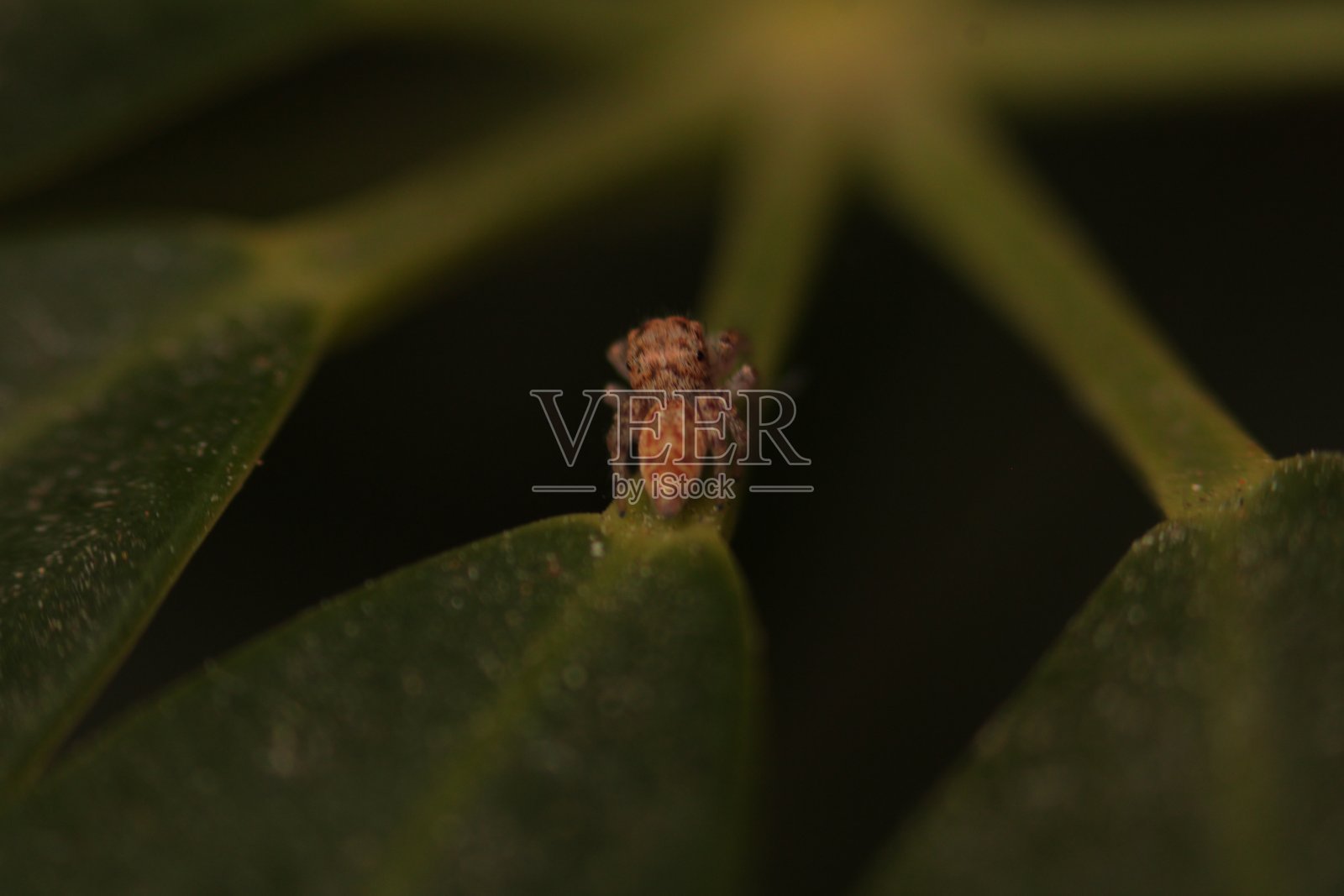 绿叶上的跳蜘蛛照片摄影图片